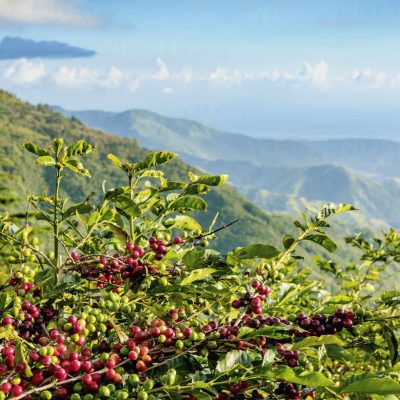 Coffea cherries at Coffee Plantation, Blue Mountains, Saint Thomas Parish, Jamaica, West Indies, Caribbean, Central America